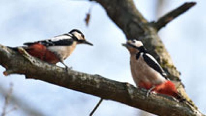El tiempo - Riesgo de viento y oleaje en La Coruña y Cádiz y sol en el resto