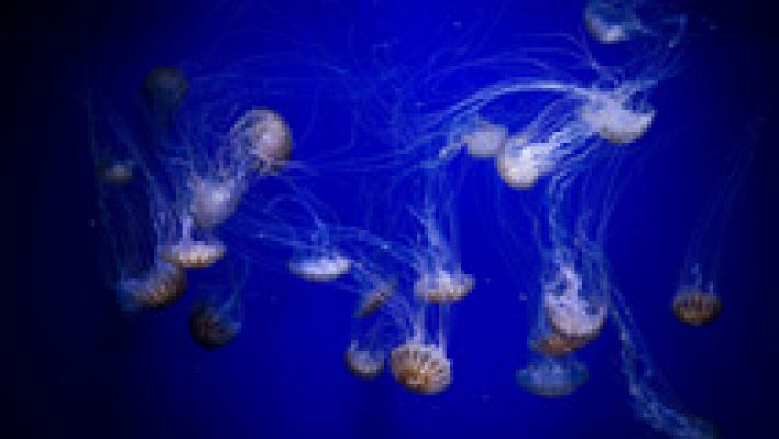 El Oceanografic de Valencia inaugura la exposición 'Medusas como jamás se habían visto'