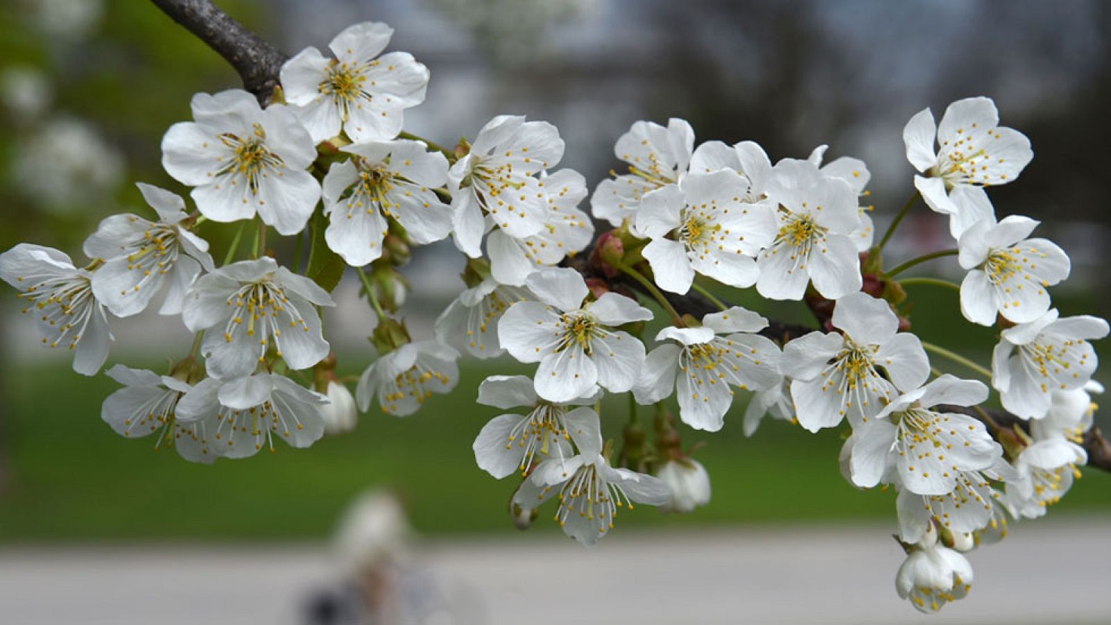 El Tiempo en la Comunidad de Madrid - 07/04/17