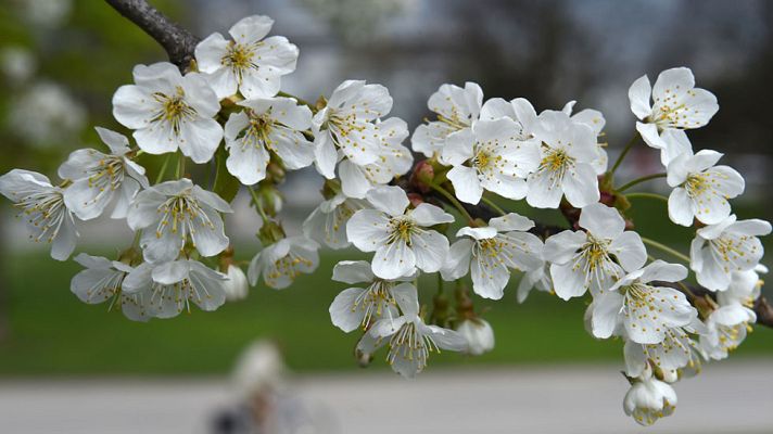 Informativo de Madrid - El Tiempo en la Comunidad de Madrid - 07/04/17