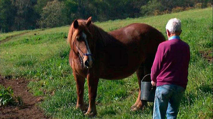 Telediario 1 - Prisión para ocho personas presuntamente integrantes de una red que vende carne de caballo no apta para el consumo