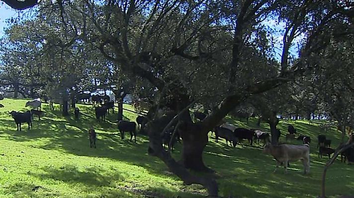 Emprende Digital - Emprende Digital - 09/04/17