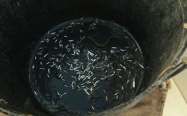 Repor - Gula con la angula - Avance