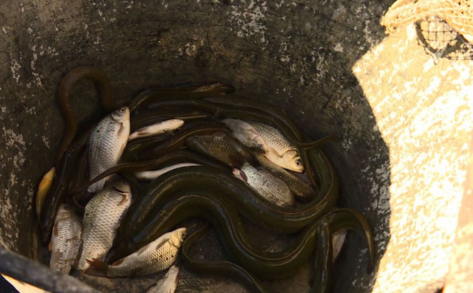 Son los riacheros. Así es como se conoce a los pescadores de angula del río