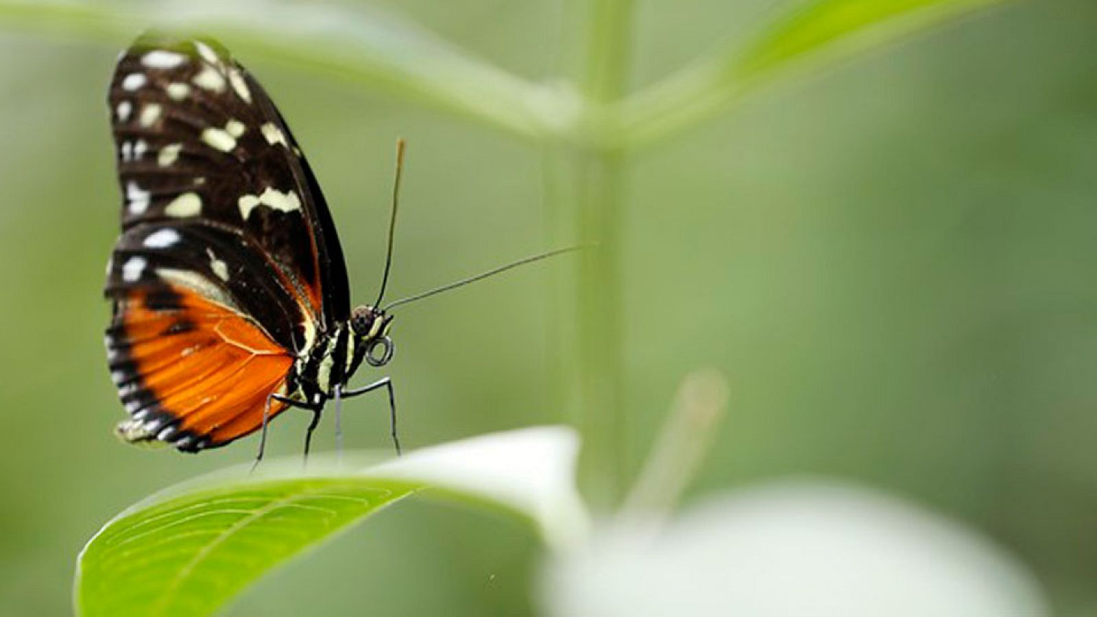 Cielo despejado salvo alguna nubosidad en norte y zonas de Cataluña