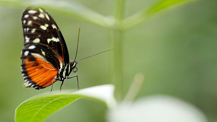El tiempo - Cielo despejado salvo alguna nubosidad en norte y zonas de Cataluña