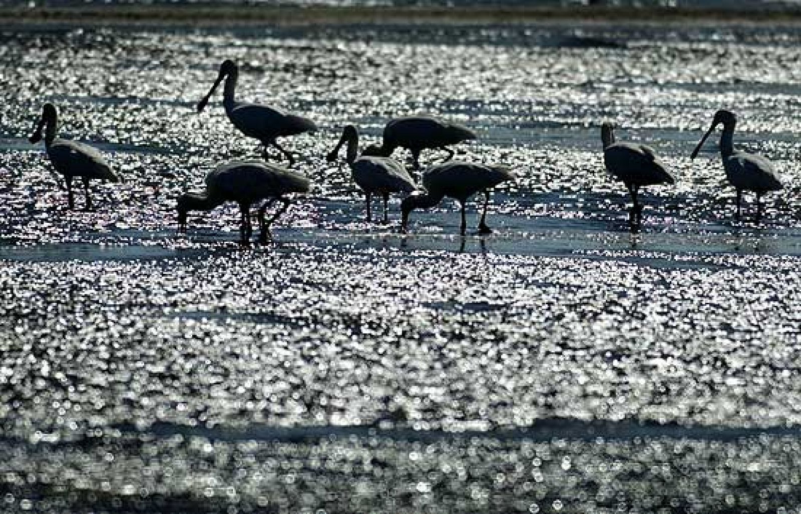 La importancia de los humedales en España - Ciencia y tecnología en Rtve.es | Ver