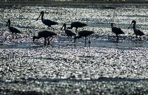 Ciencia y tecnología en Rtve.es - Los humedales en España