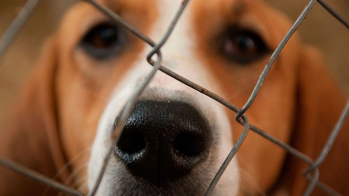 Telediario 1 - Taxis para adoptar un animal abandonado