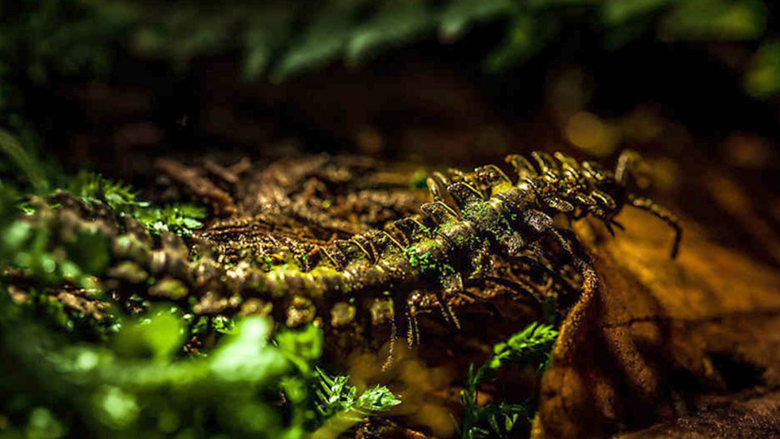 Grandes documentales - Colombia salvaje: Chiribiquete, viaje al corazón de la Amazonia - ver ahora