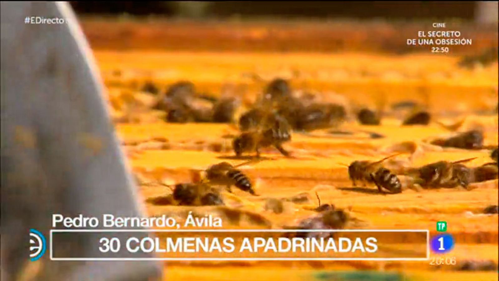 España Directo - En Pedro Bernardo se apadrinan colmenas