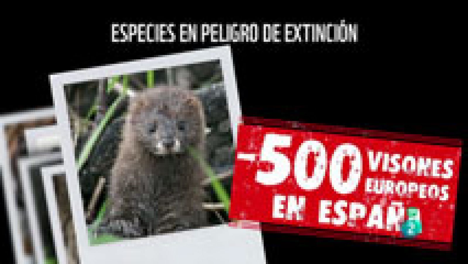 La Aventura del Saber. TVE. Campaña visón europeo WWF