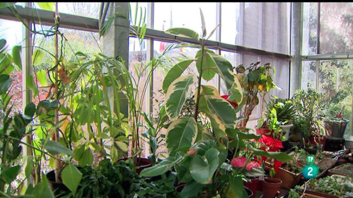 La aventura del Saber - Hospital de plantas. Aula de Educación Medioambiental
