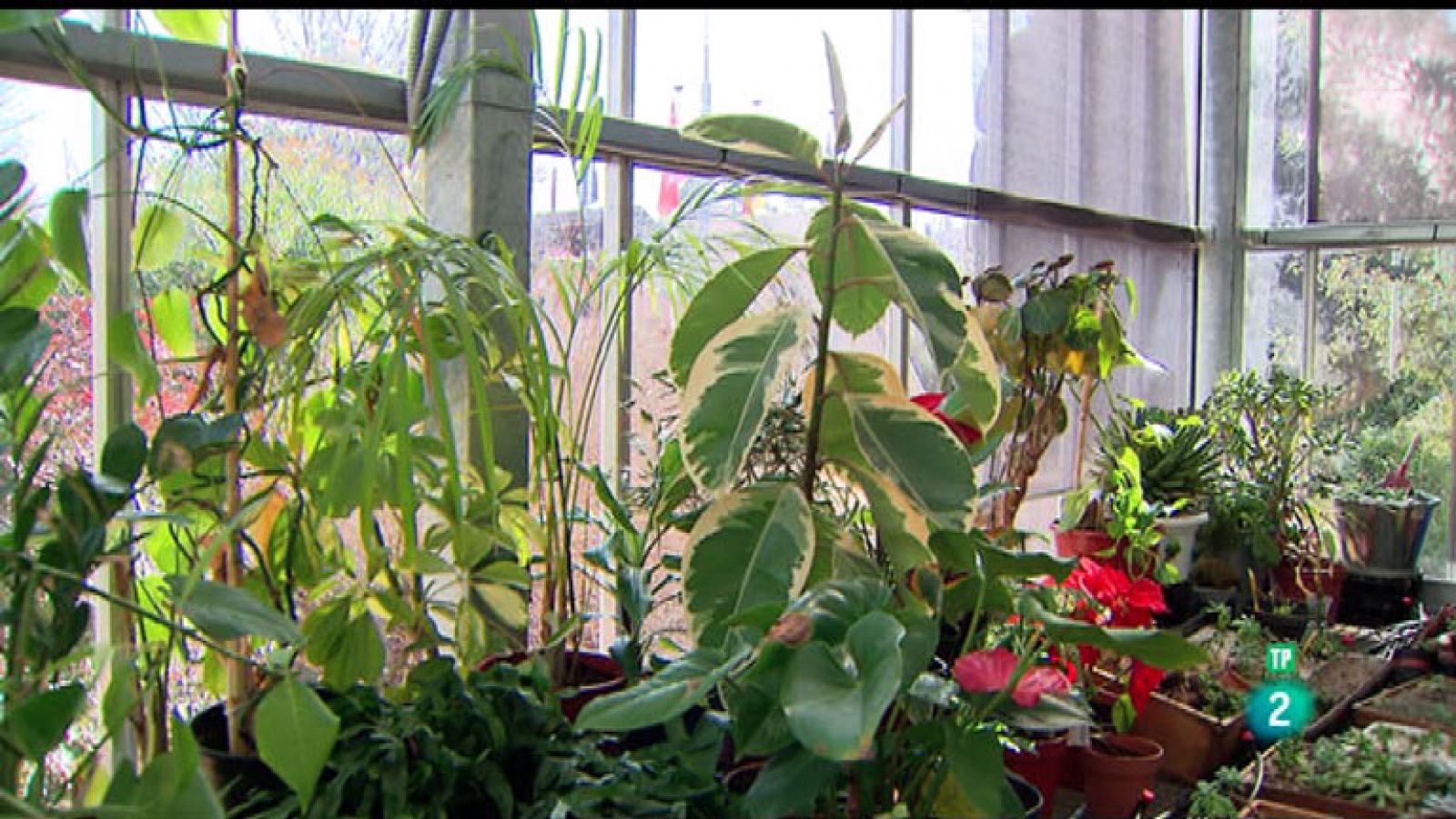 La Aventura del Saber. Aula de Educación Medioambiental fitopatólogo Hospital de plantas