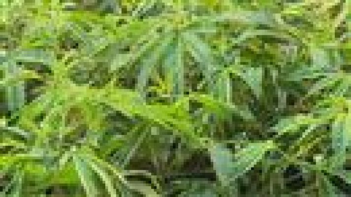 Telecanarias - Canarias en 2' - 20/04/2017