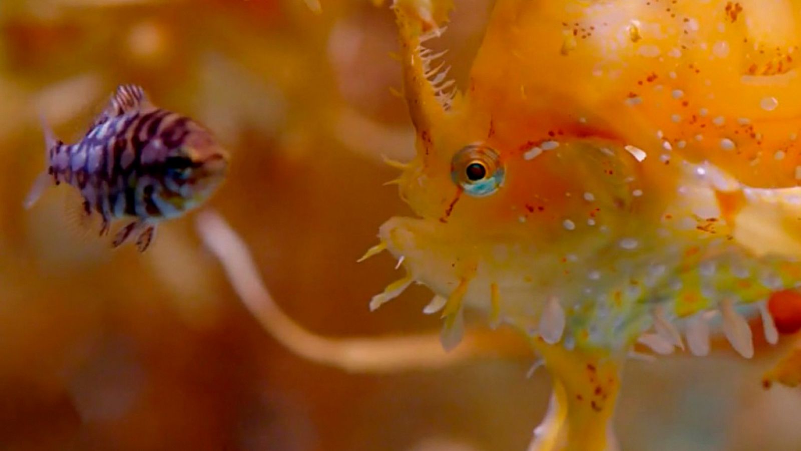 Grandes documentales - La caza: Hambre en el mar