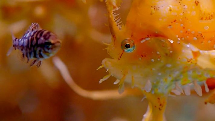 La caza: Hambre en el mar