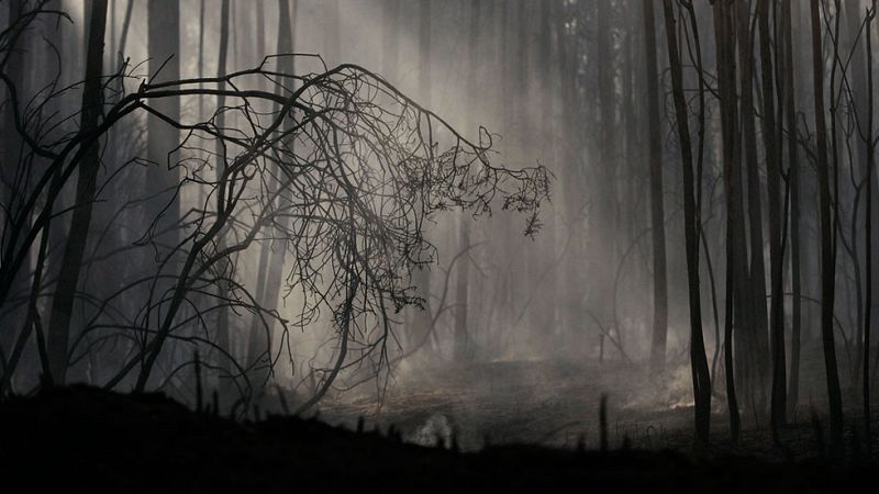 2.000 hectareas han ardido ya en el Bierzo cerca de Ponferrada