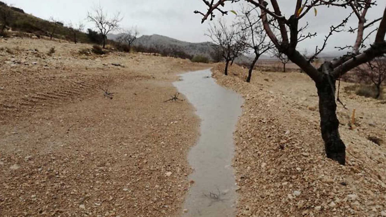 El escarabajo verde - Una oportunidad para el altiplano - ver ahora