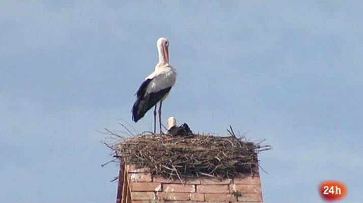 Parlamento - Comisión especial demografía