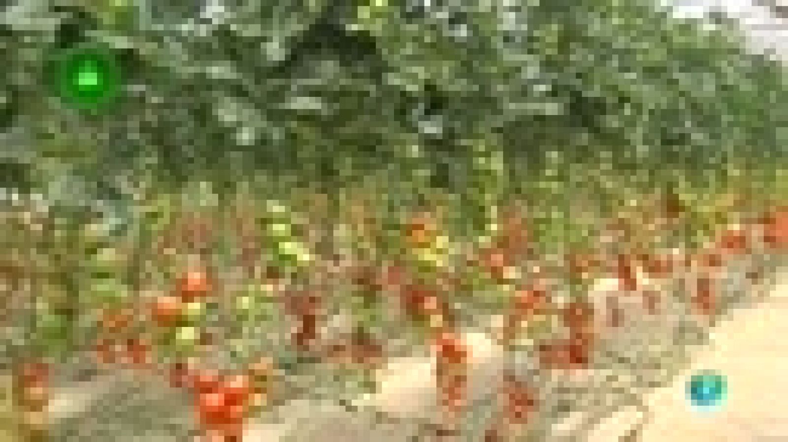 Agrosfera - Laboratorio de ideas - Innovación horticultura