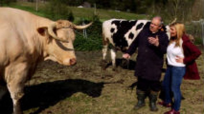 Aquí la Tierra - Este buey no es como los demás