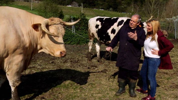 Aquí la Tierra - Este buey no es como los demás
