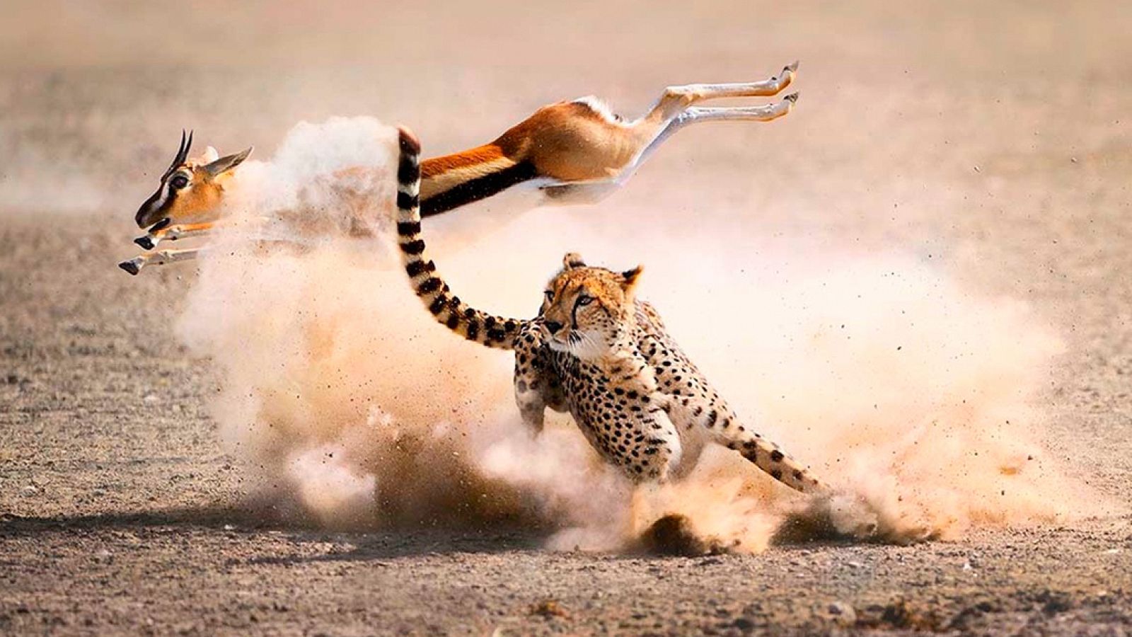 Grandes documentales - La caza: Viviendo con depredadores - ver ahora