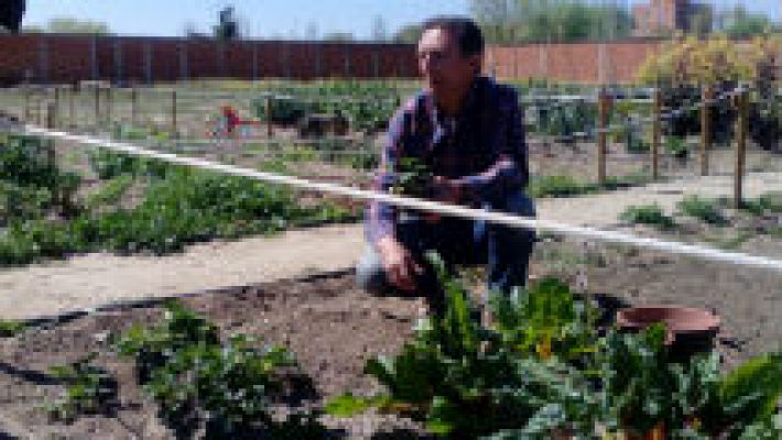 Aquí la Tierra - Fresas, una delicia en la huerta