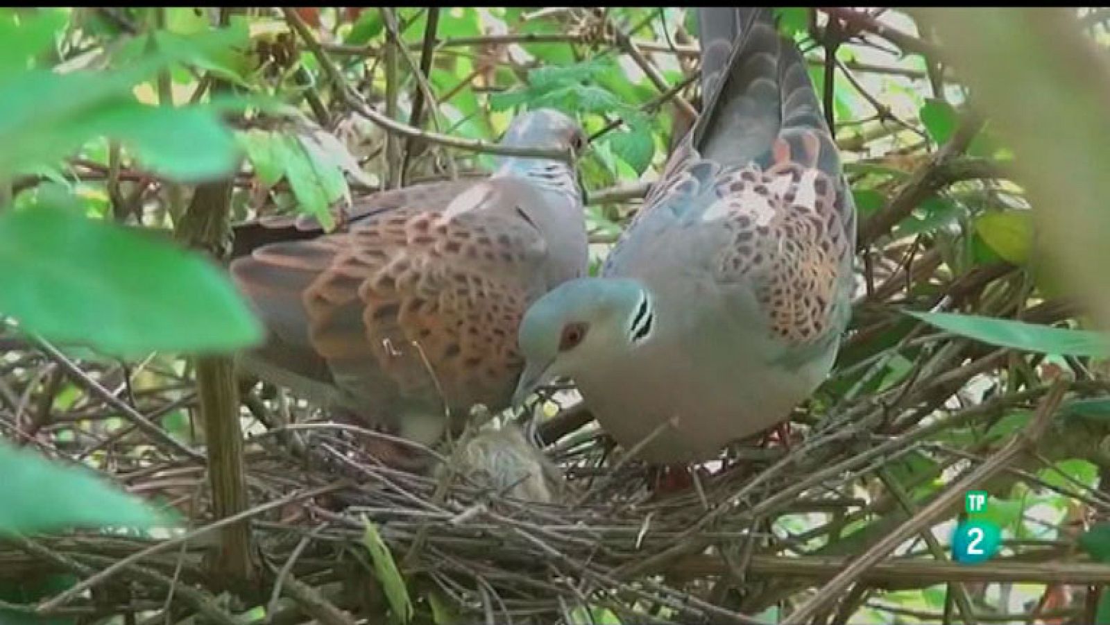 La Aventura del Saber. TVE. Jonny Rankin. Operación tórtola europea.