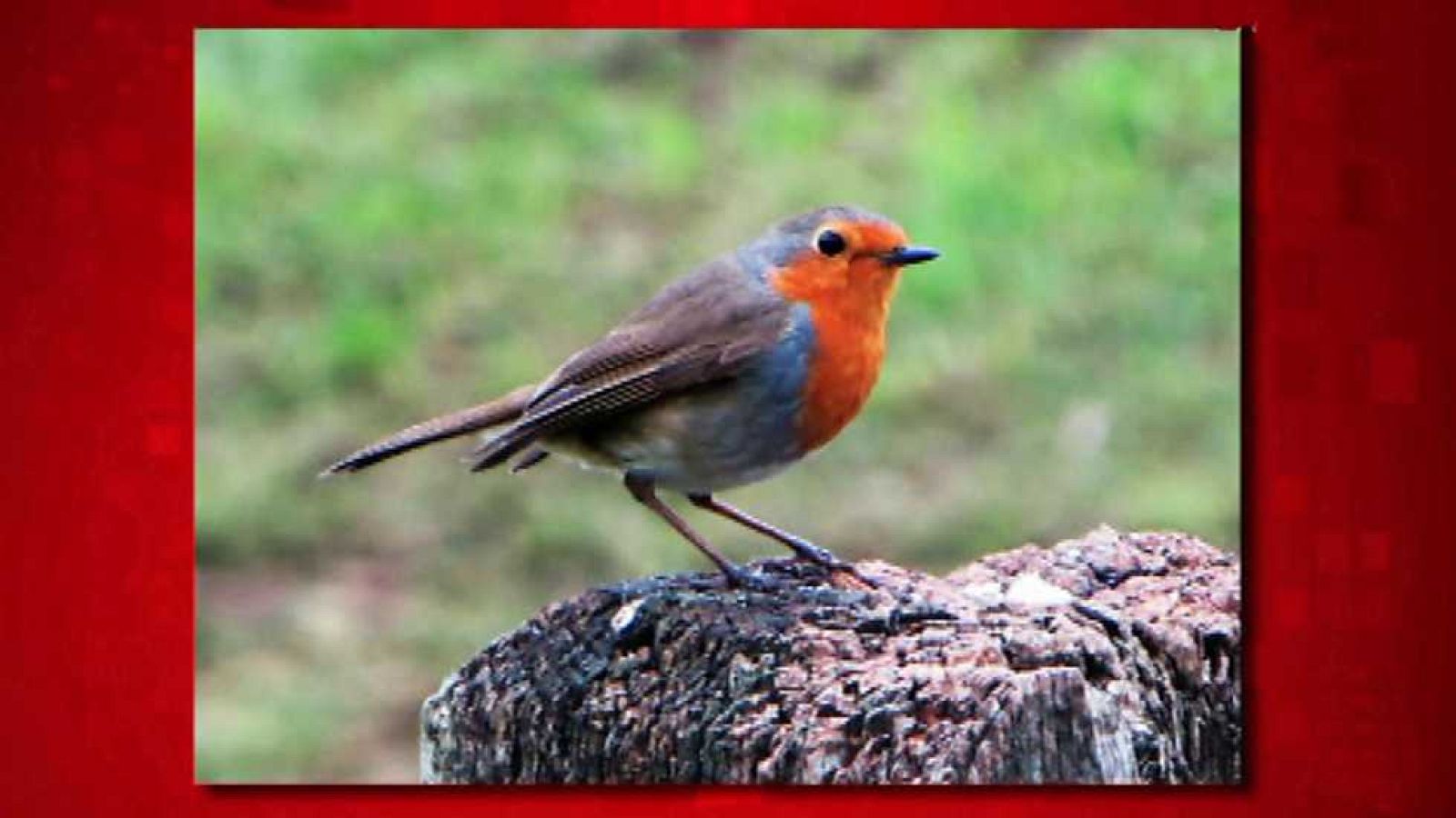 Saber y ganar. Edición fin de semana- 29/04/17 - ver ahora