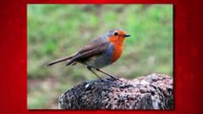 Saber y ganar - Saber y ganar. Edición fin de semana- 29/04/17