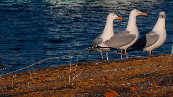 El tiempo - Remite la inestabilidad, con viento fuerte en los litorales