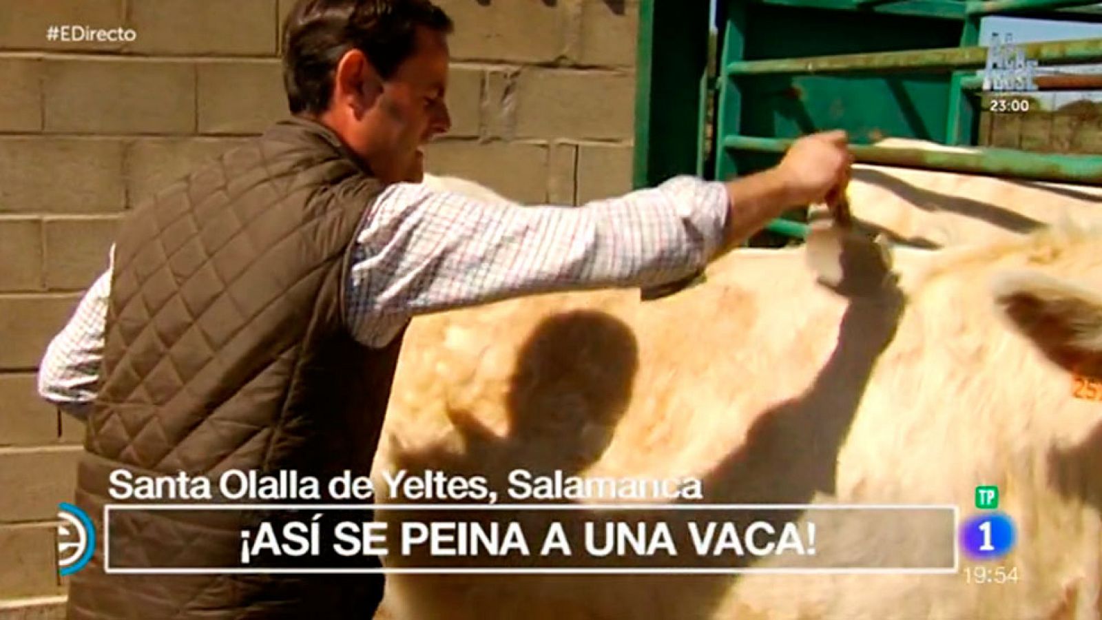 España Directo - Pone a las vacas guapas para la feria