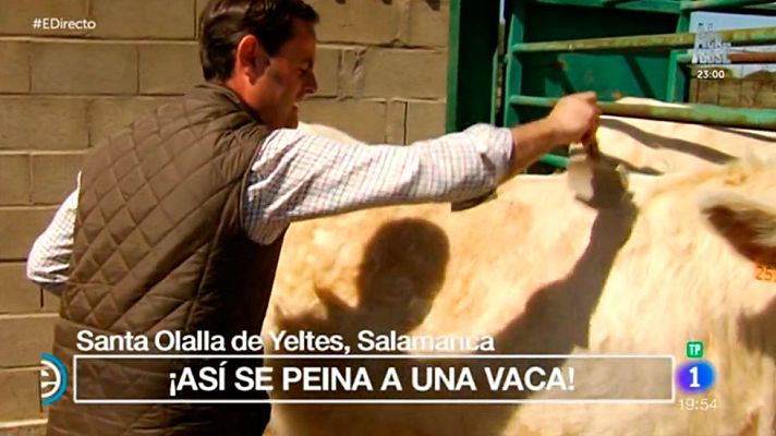 España Directo - Pone a las vacas guapas para la feria