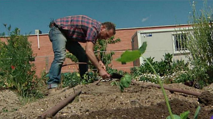  - ¿Cómo se planta el calabacín?