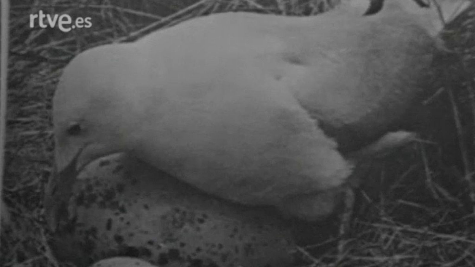 El planeta azul - Las gaviotas del profesor Tinbergen