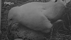 El planeta azul - Las gaviotas del profesor Tinbergen