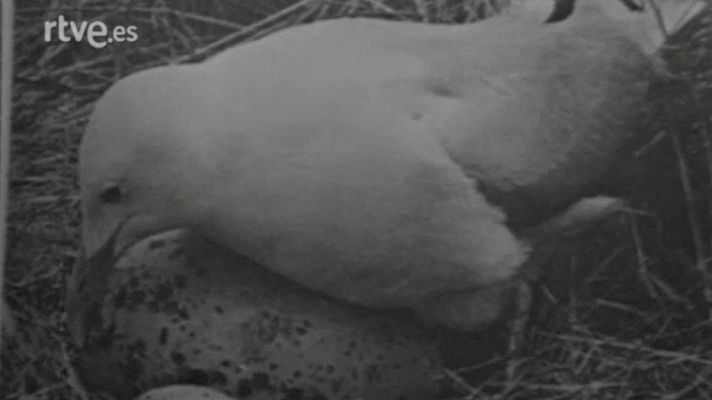 Las gaviotas del profesor Tinbergen