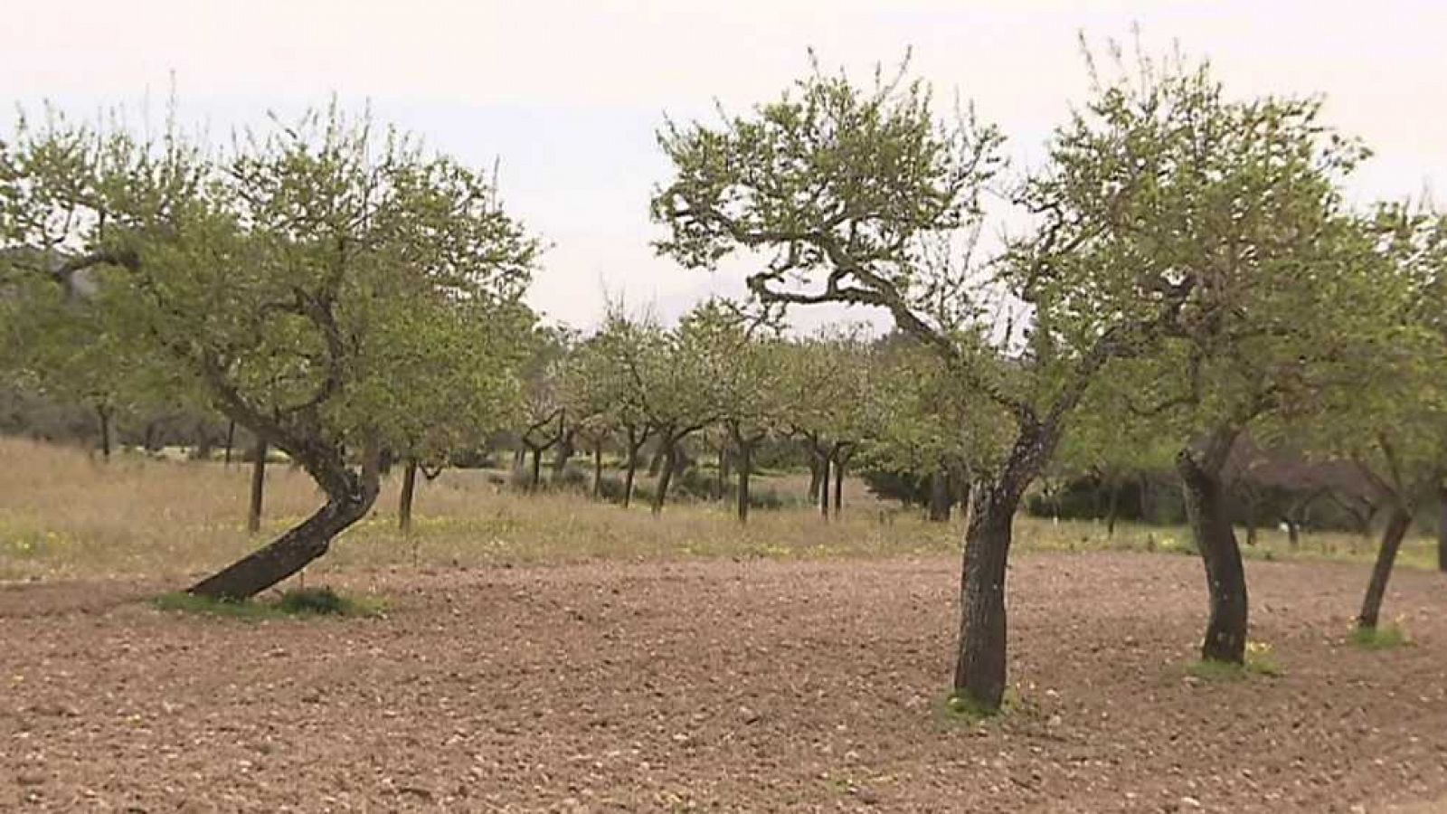 El escarabajo verde - Xylella, la bacteria sin remedio