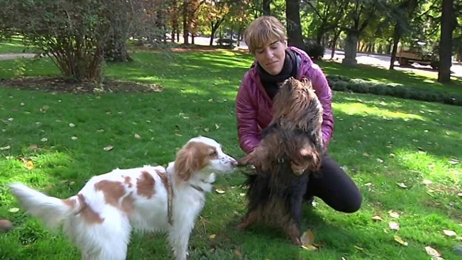Más que perros y gatos - Capítulo 8 - ver ahora