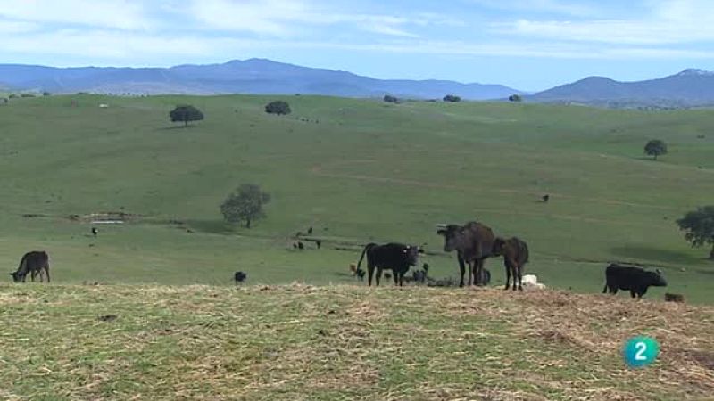Agrosfera - Con mucho gusto - Wagyu