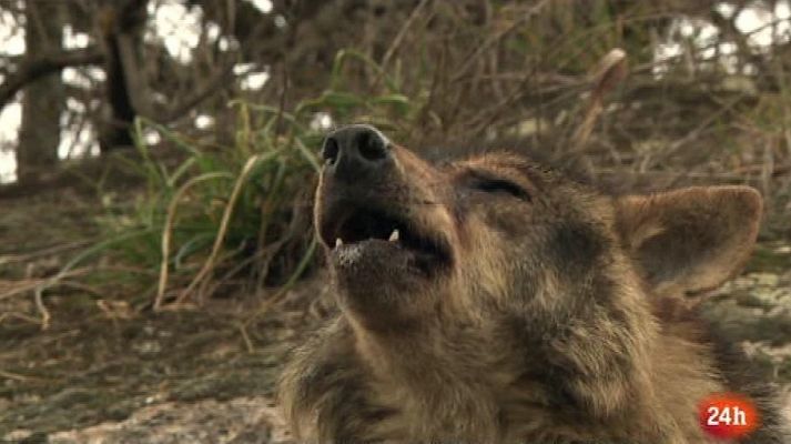 Lobo ibérico