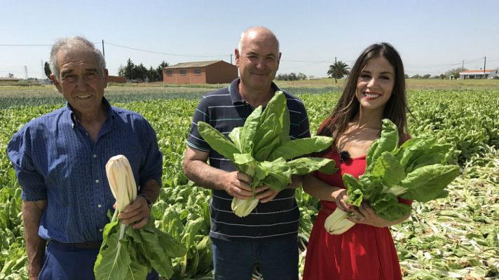 Aquí la Tierra - Acelga, verdura con poderes
