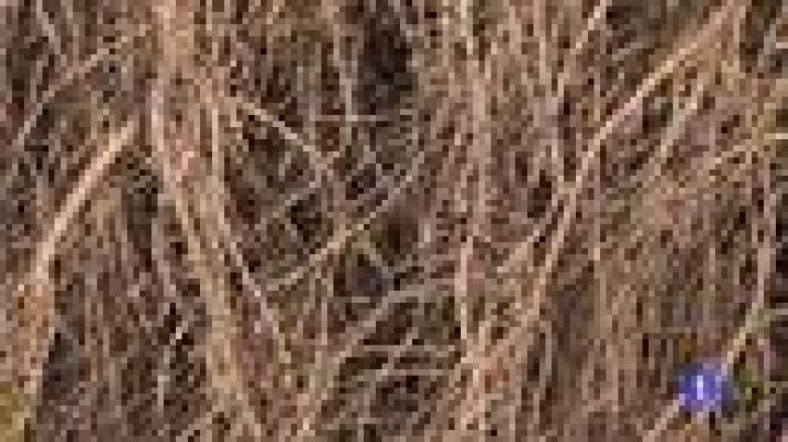 Informatiu Balear - Preocupació pel primer cas de xylella a la vinya