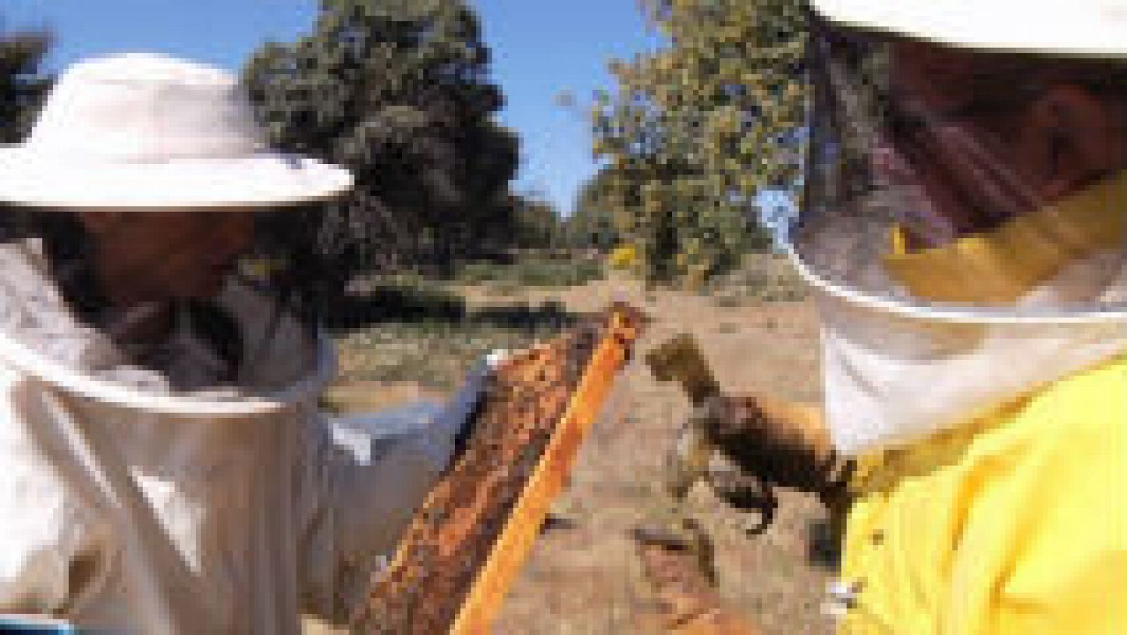 Cómo trabajan las abejas