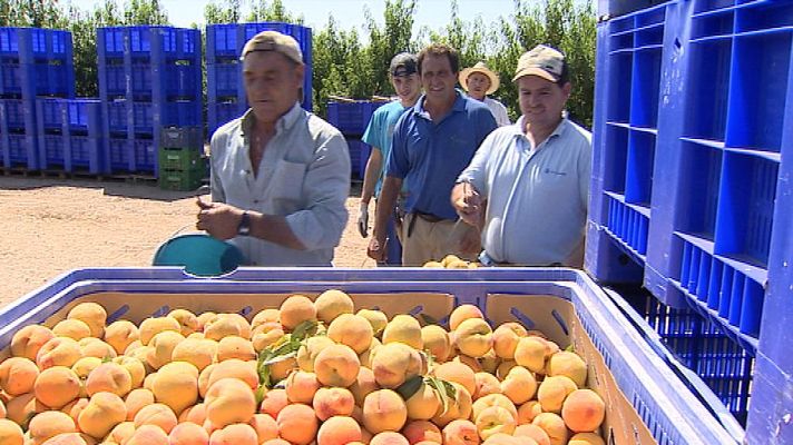  - PLAN ESTRATÉGICO FRUTA