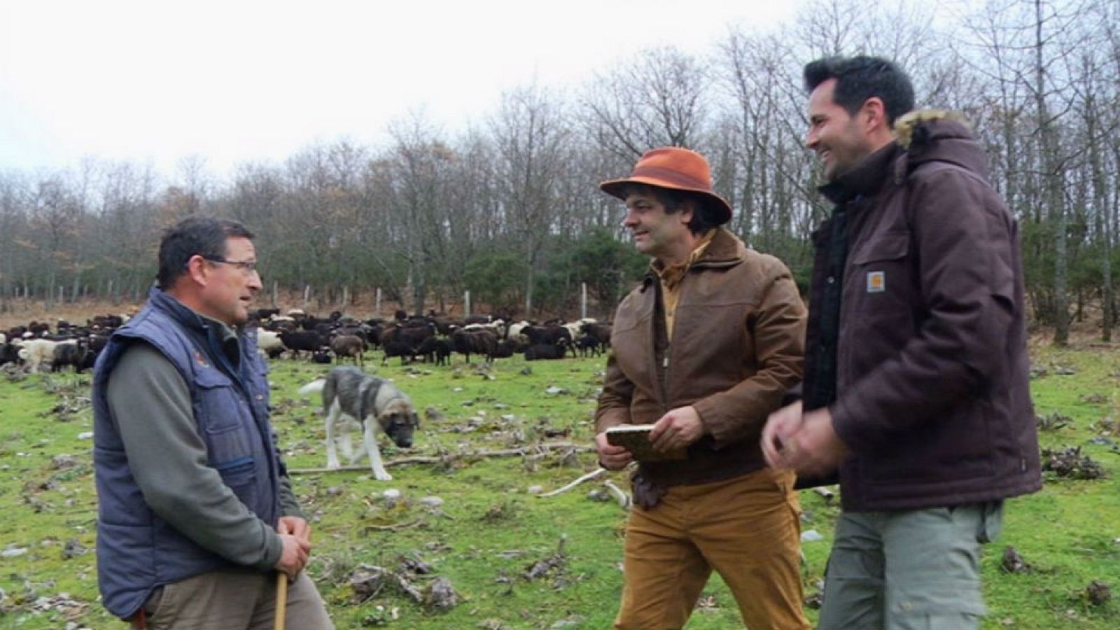 La oveja xalda, raza más antigua de Europa