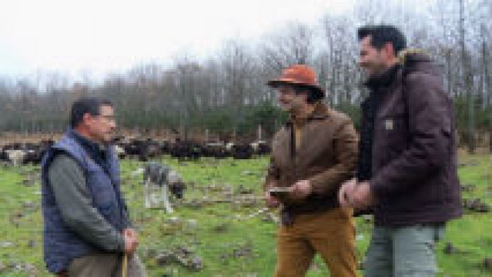 Aquí la Tierra - La oveja xalda, raza más antigua de Europa