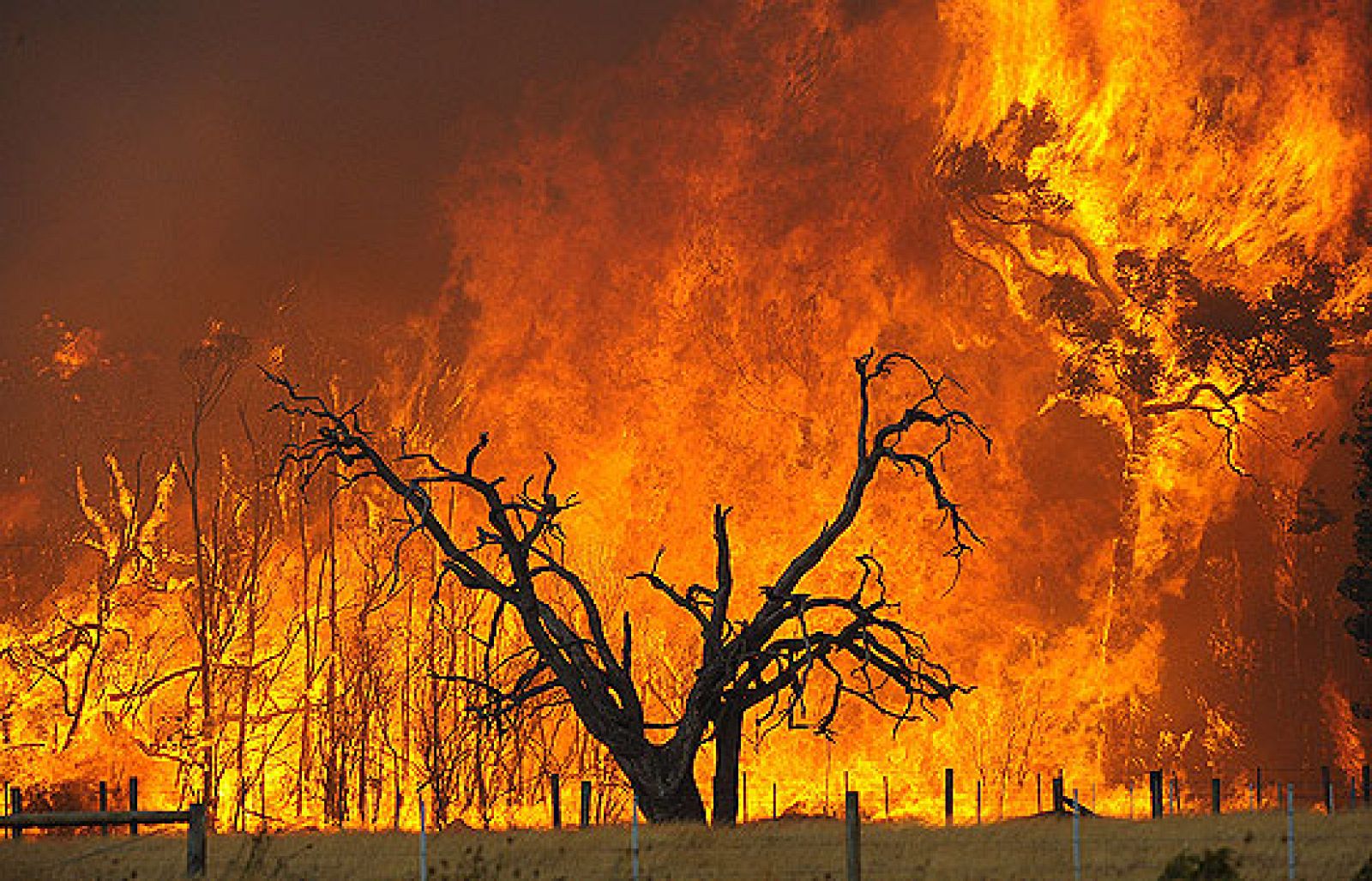 En el estado sureño de Victoria el fuego ha provocado la muerte de al menos 14 personas.